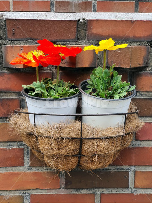 벽돌,식물,plant,화분,꽃