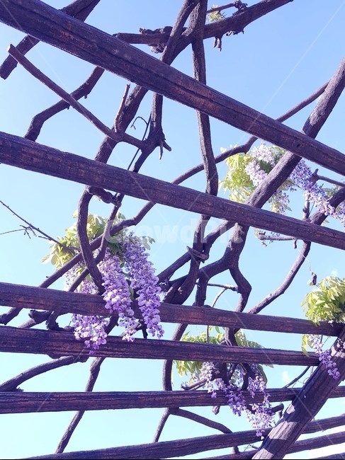 등나무,등나무꽃,라일락,꽃,정자,하늘,식물,자연,plants,nature,꽃,flower