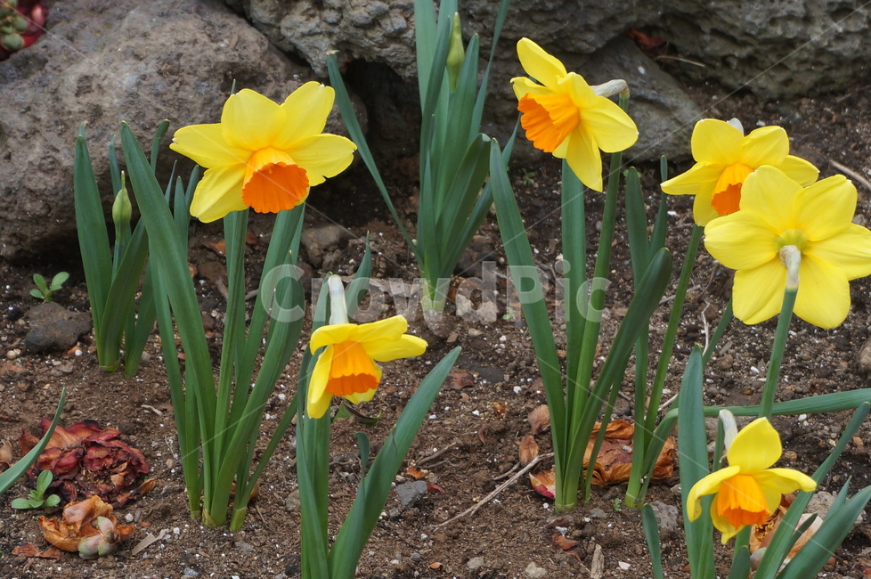 plant,식물,blossom,꽃,flower