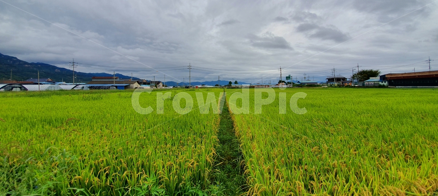 field,들,outdoors,옥외,grassland,목초지,nature,자연,countryside,한지방,paddyfield,패디필드,벼,구름,시골,마을,풍경,landscape,country,rural,town,농업,농사,agriculture,farming,farming industry