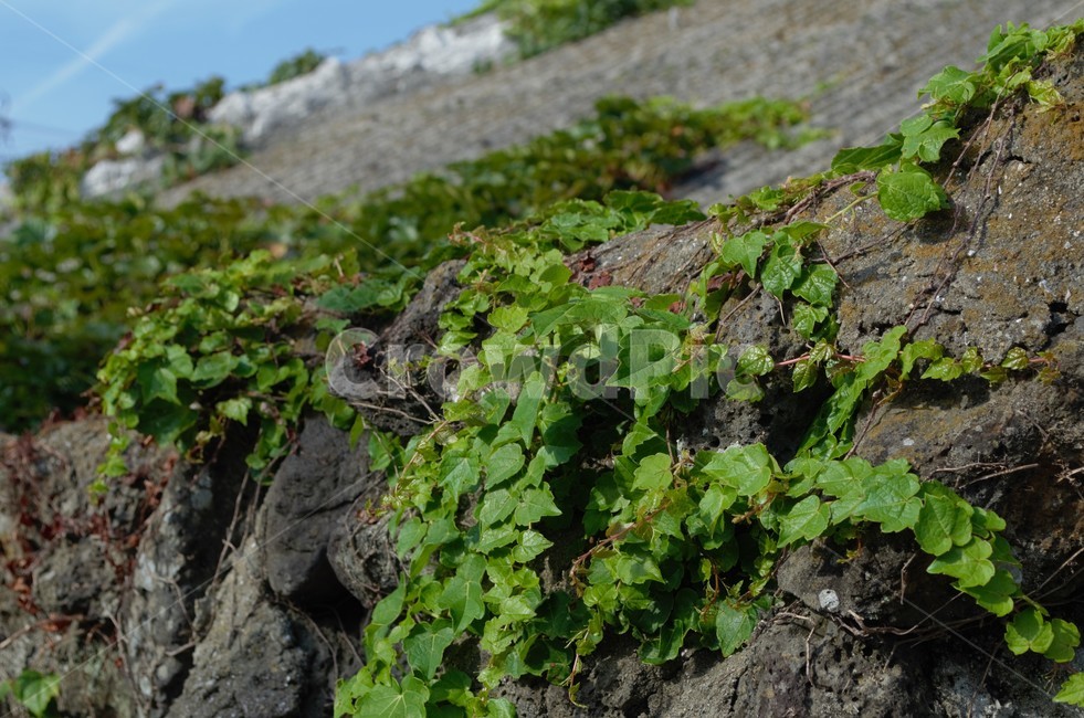 덩굴손,돌담,여름,초록,현무암,제주도,식물,자연,plants,nature