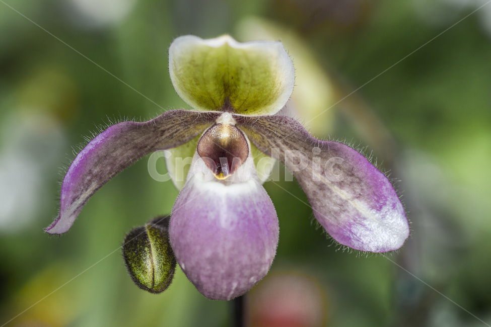 꽃,개화,꽃잎,자연,봄,식물,자연,plants,nature,꽃,flower
