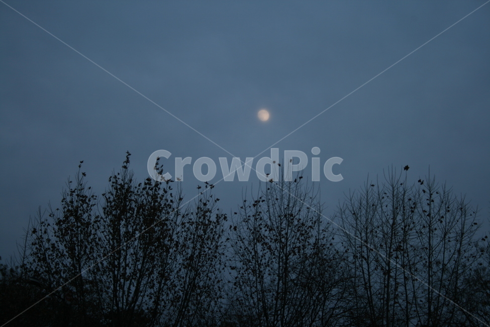 나무,하늘,구름,저녁,해질녁,안개,그림자,실루엣,자연,풍경,nature,landscape,야경,밤,nightscape,night,식물,plants,나무,trees,wood,outdoors,옥외