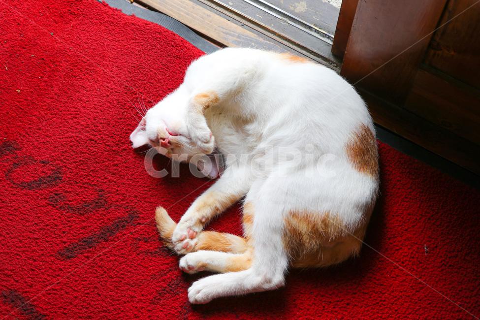 고양이,애완동물,동물,cat,animal
