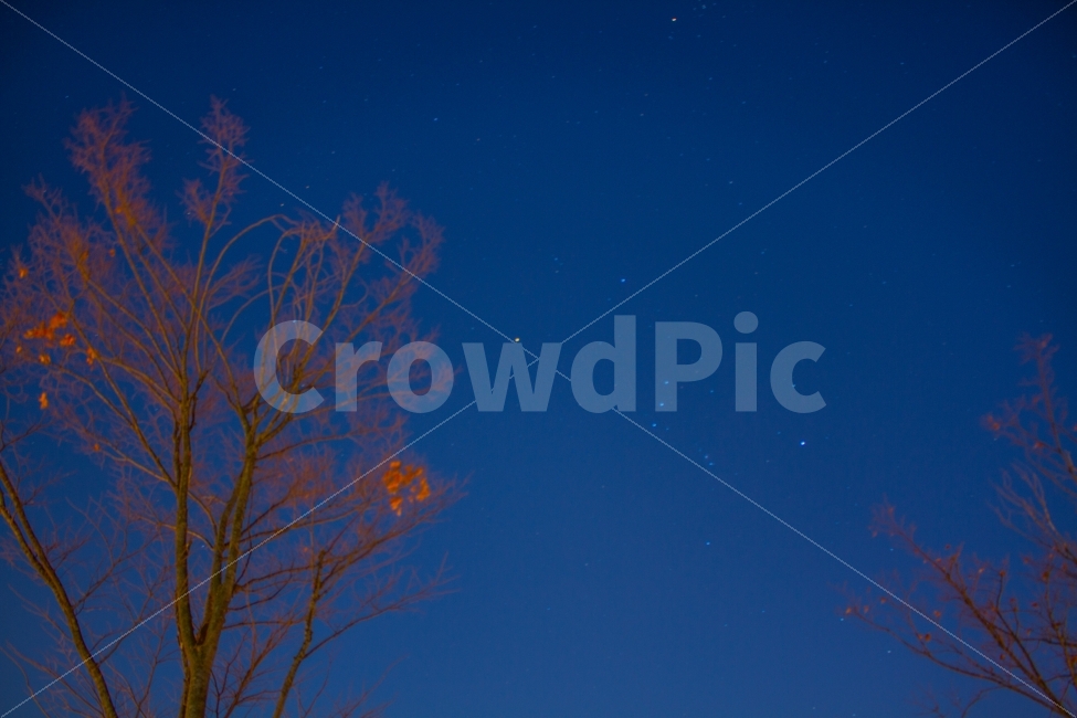 풍경,별,나무,감성,서울,야경,밤,풍경,nightscape,night,landscape,식물,자연,plants,nature,나무,trees,wood,outdoors,옥외