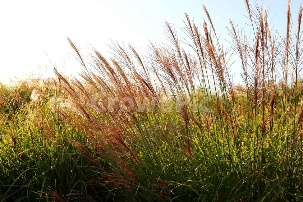 억새,억새풀,식물,자연,가을,벼과,가을,계절,fall,autumn,season,grass,잔디,plant,lawn,reed,갈대