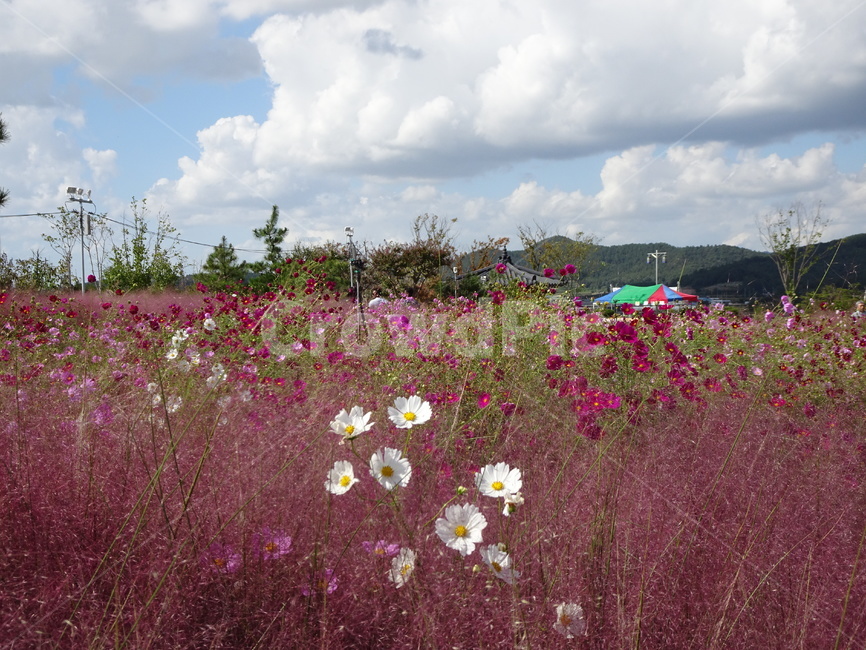 꽃,핑크뮬리,핑크,하늘,코스모스,함평,가을,가을,계절,fall,autumn,season,자연,풍경,nature,landscape,outdoors,옥외