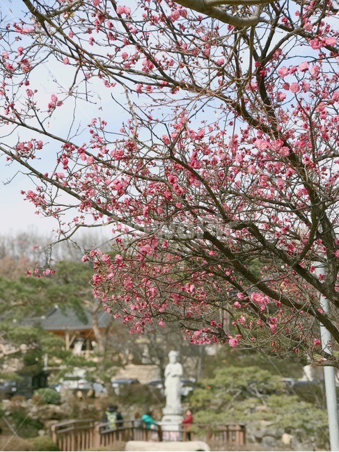 꽃,홍매화,나무,봄,계절,spring,season,식물,자연,nature,flower,한옥,절,봄,계절,spring,season,식물,자연,plants,nature,꽃,flower,plant,blossom,cherry blossom,벚꽃