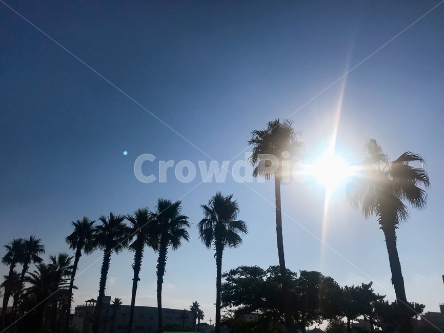 제주도,야자수,하늘,light,빛,flare,플레어,여름,summer,자연,nature,나무,tree,jeju,palmtree,나무,trees,wood