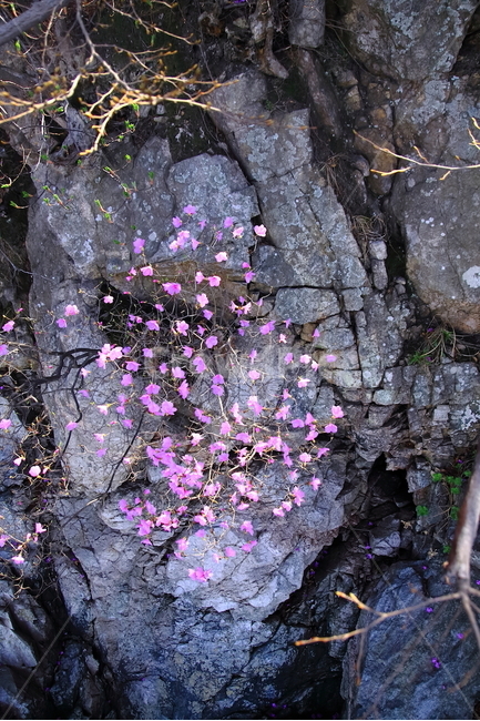 대이작도,진달래,산,야생화,섬여행,봄,계절,spring,season,식물,자연,plants,nature,꽃,flower,plant,petal,꽃잎,blossom