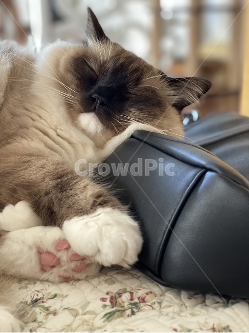고양이,잠,베게,좋다,휴식,낮잠,꿈,시간