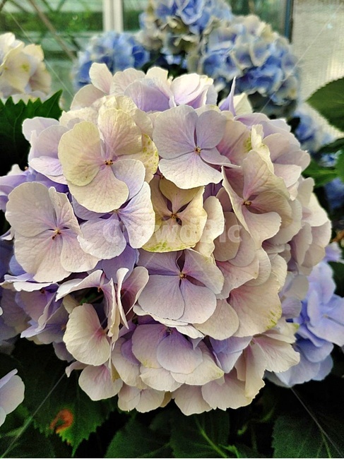 blossom,plant,식물,flower,꽃,수국,bigleafhydrangea