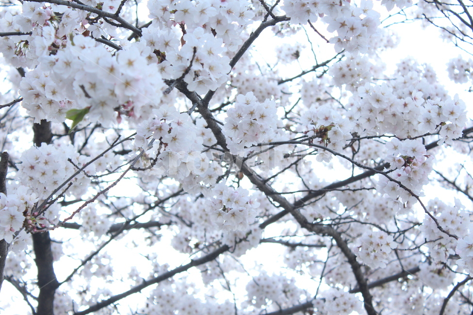 벚꽃,꽃,꽃배경,봄배경,분홍꽃