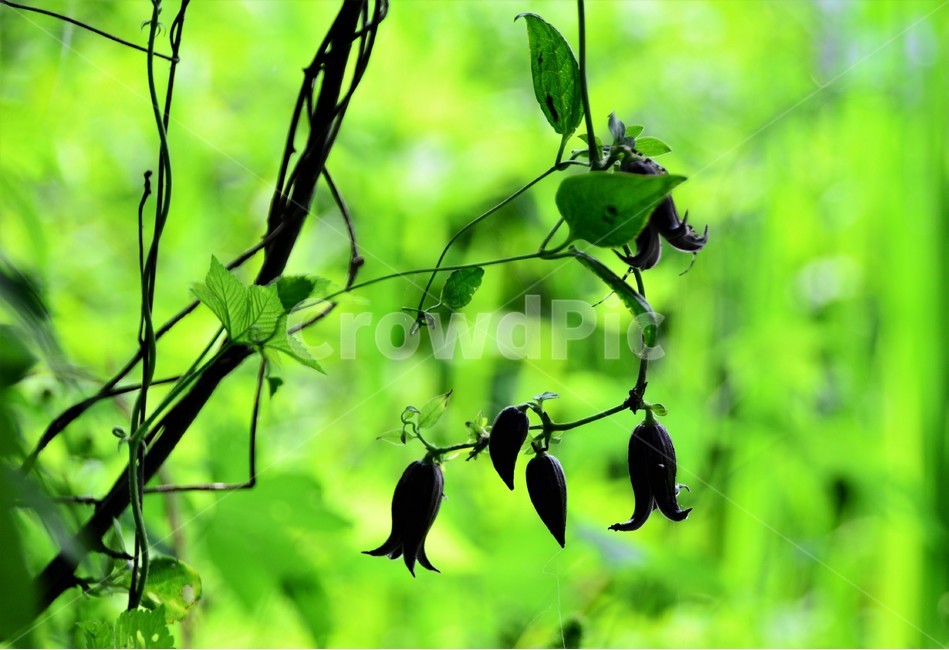 검은종덩굴꽃,인기야생화,자연,덩굴식물,검은빛,종모양,고상함,식물,자연,plants,nature,꽃,flower