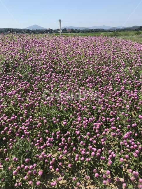 꽃,꽃밭,분홍꽃,들판,꽃들,자연,풍경,nature,landscape,plant,식물,outdoors,옥외,field,들