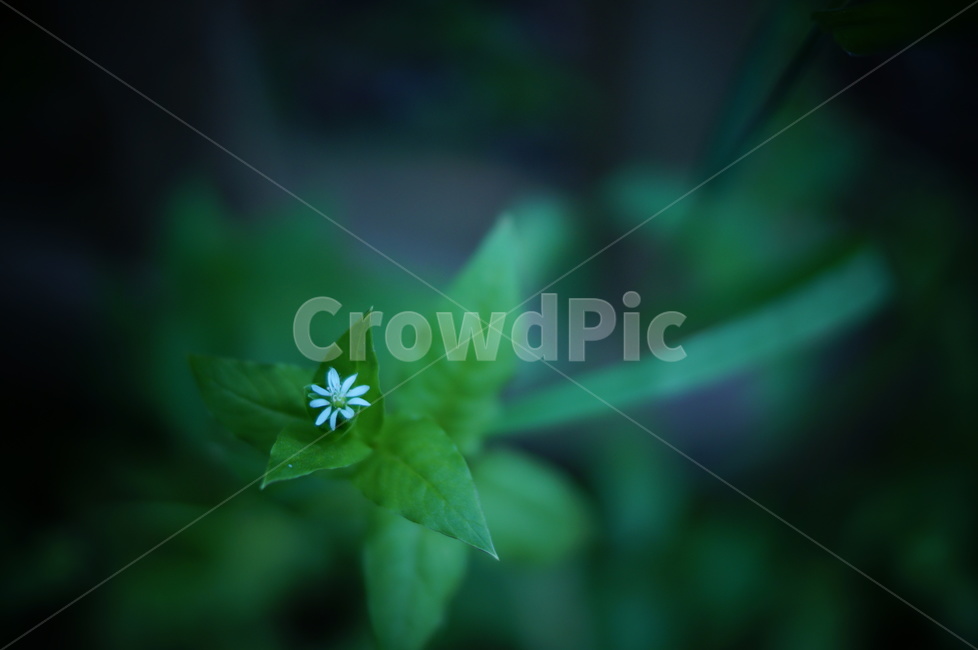 plant,식물,leaf,잎,green,녹색,별꽃,식물,자연,plants,nature,꽃,flower