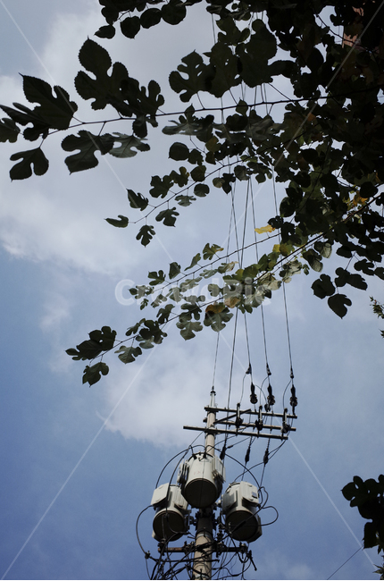 leaf,잎,tree,나무,전깃줄,전봇대,하늘,구름,sky,cloud