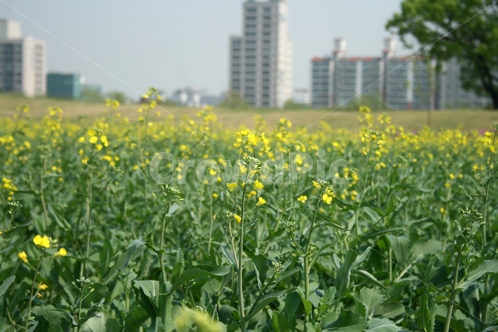 유채꽃,꽃밭,유채꽃밭,봄,봄날,봄풍경,감성,spring,flower,공원,풍경,식물,새싹,잎,초록,꽃,노란색,봄,계절,spring,season,식물,자연,plants,nature,꽃,flower,field,들,grassland,목초지,outdoors,옥외