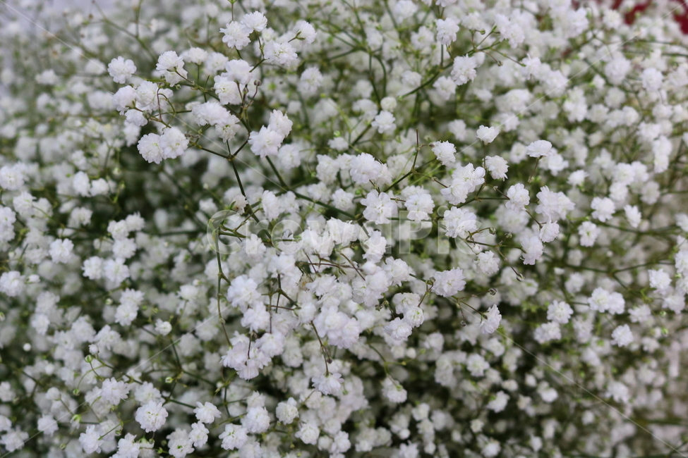 안개꽃,꽃,식물,석죽과,원예,식물,자연,plants,nature,꽃,flower