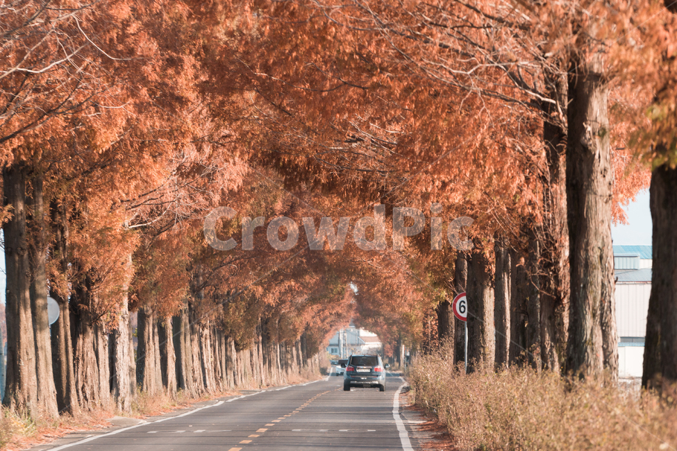 죽동마을,메타세콰이어,하늘,나무,가을,구름,감성,풍경,자연,가을,계절,fall,autumn,season,자연,풍경,nature,landscape,한국자연풍경,한국자연경관,korea nature landscape,plant,식물,tree,road,도로,asphalt,아스팔트