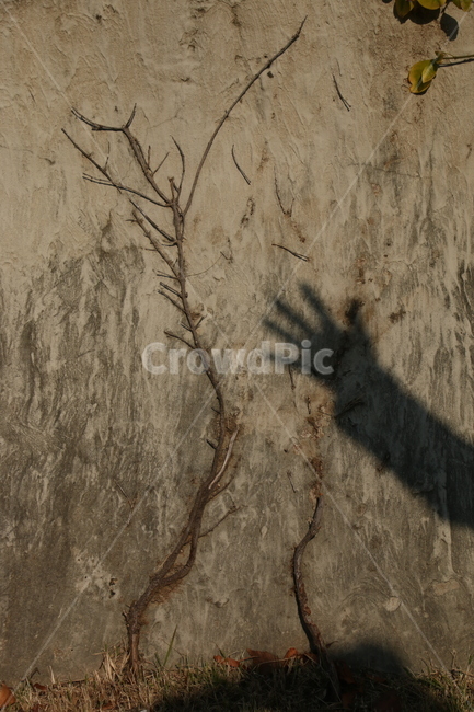 벽,그림자,손,예술,나뭇가지,soil,흙,nature,자연,ground,바닥,감성,outdoors,옥외,가을,가지