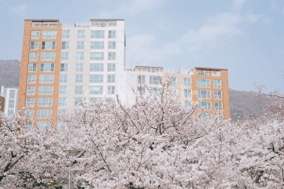 진해,벚꽃축제,벚꽃,꽃,경화역,봄꽃,식물,cherryblossom,flower,plant,봄,계절,spring,season,도시,풍경,city,landscape