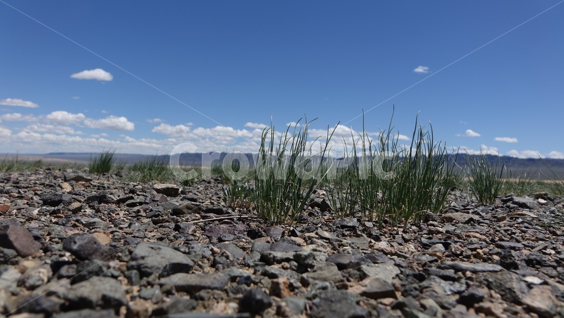 horizon,지평선,벌판,초원,field,풀,grass,오프로드,offroad,outdoors