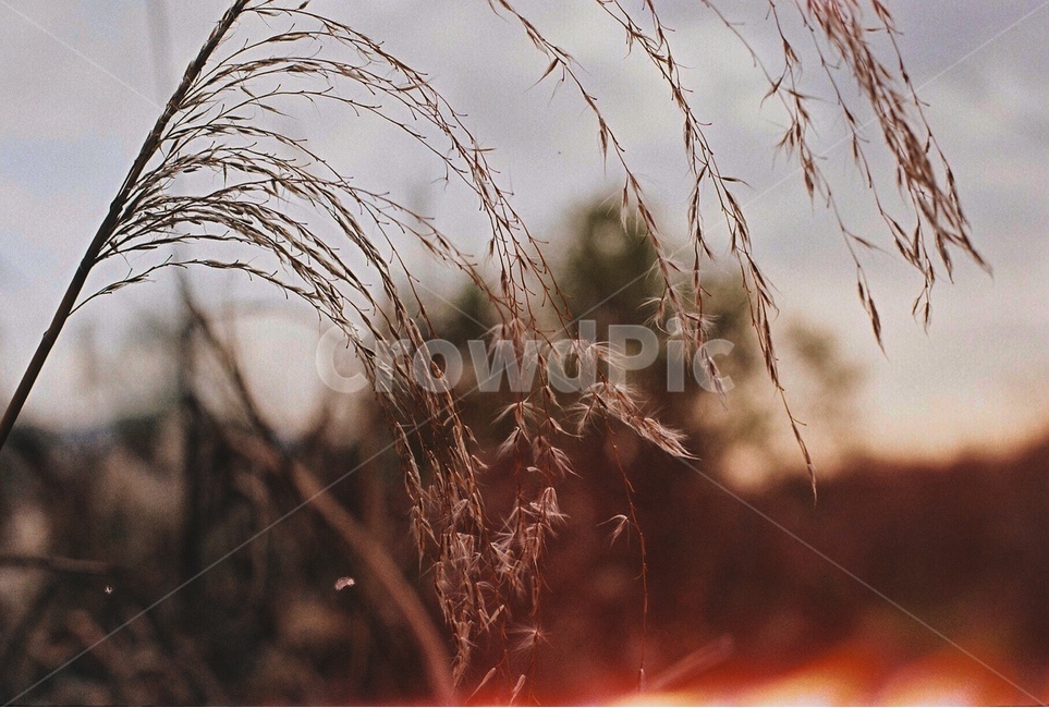 갈대,일몰,감성,자연,필름,feeling,sensible,mood,sunset,가을,계절,fall,autumn,season,식물,자연,plants,nature,감성,sensible,feeling,grass,잔디,plant,lawn,reed