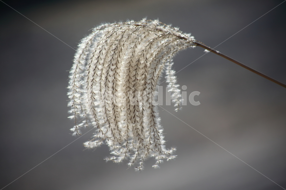 억새,꽃,식물,가을,flamegrass