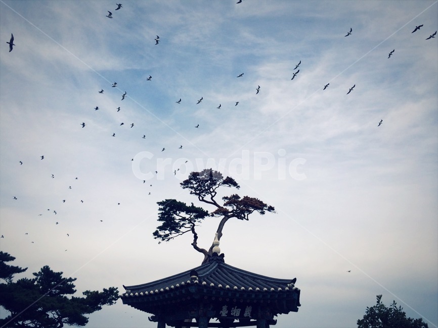 새,bird,동물,animal,전통적인,하늘