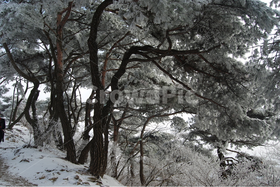 광교산,겨울,눈,휴양지,자연,겨울,계절,winter,season,식물,자연,plants,nature,나무,trees,wood