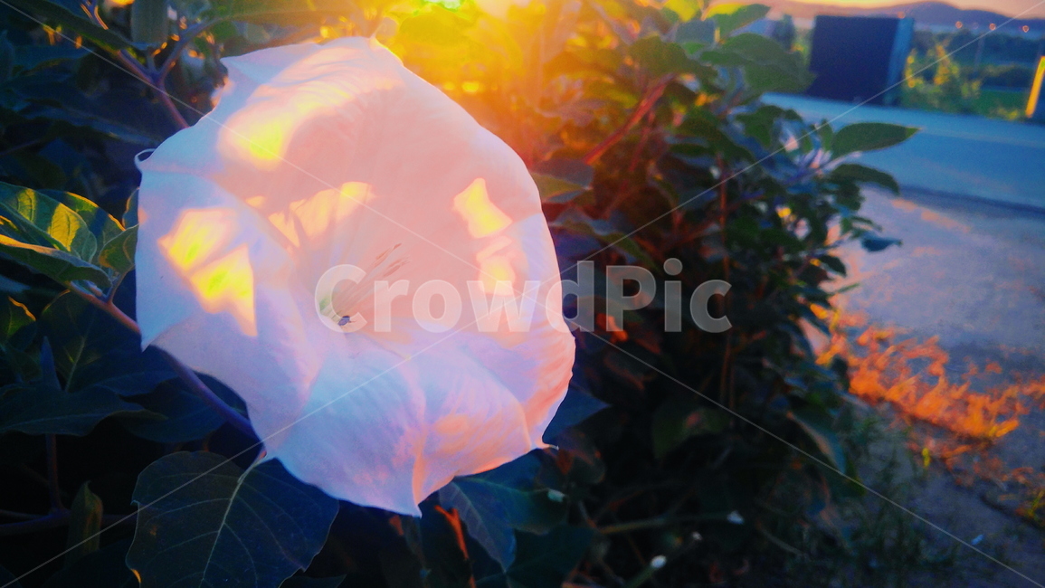 꽃,flower,식물,morningglory,plants,nature,blossom,자연,빛