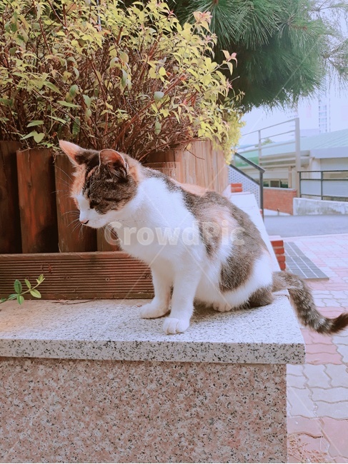 동물,반려동물,고양이,개냥이,길냥이,귀염,감성,풍경,삼색,풀,cat