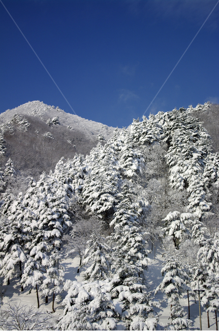 겨울,눈,설경,풍경,나무,겨울산,겨울,계절,winter,season