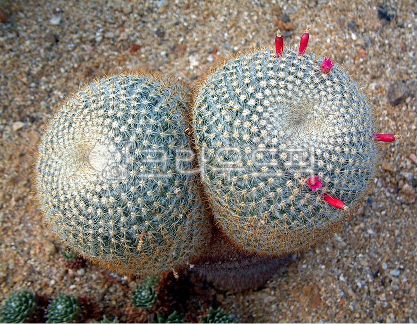 왕옥,왕옥선인장,왕옥꽃,선인장,가시,다육식물