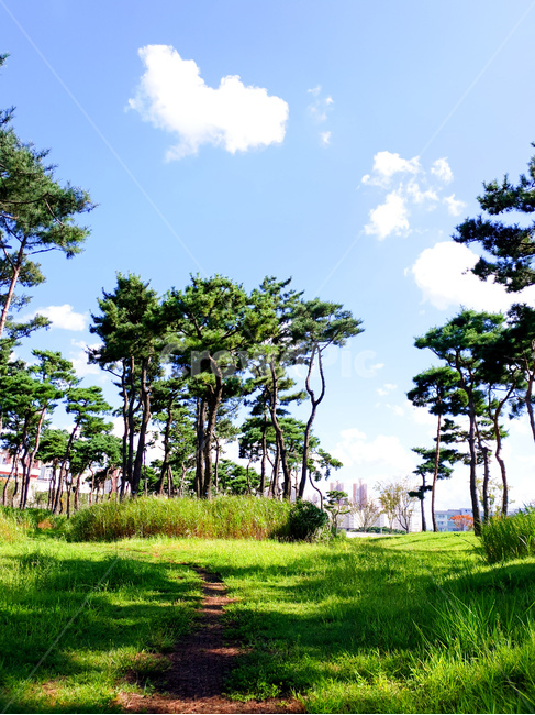 소나무,공원,초록,잔디,하늘,풍경,자연,풍경,nature,landscape,tree,나무,plant,식물,grass