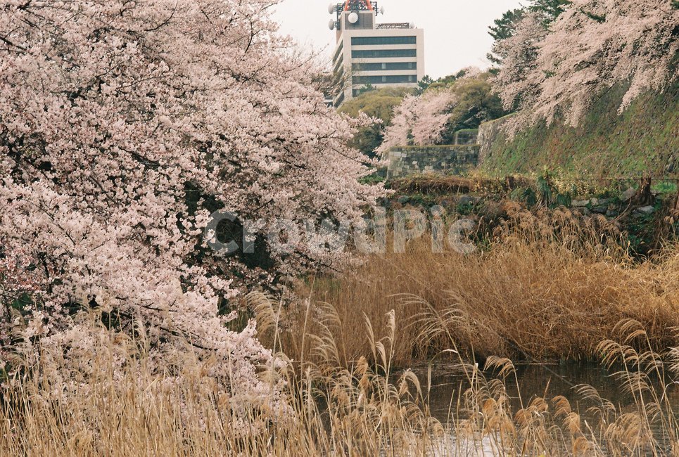 벚꽃,봄,벚꽃나무,공원,sakura