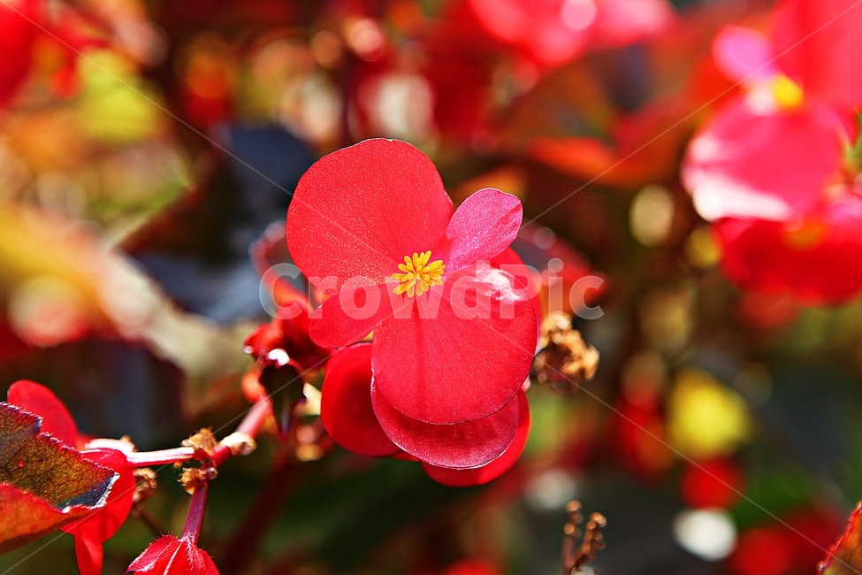 에키네시아,꽃,꽃잎,잎,식물,자연,가을,가을꽃,곷밭,식물,자연,plants,nature,꽃,flower