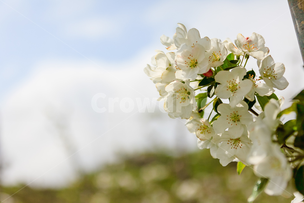 사과꽃,하늘,꽃,과일꽃,정원,식물,자연,plants,nature,꽃,flower