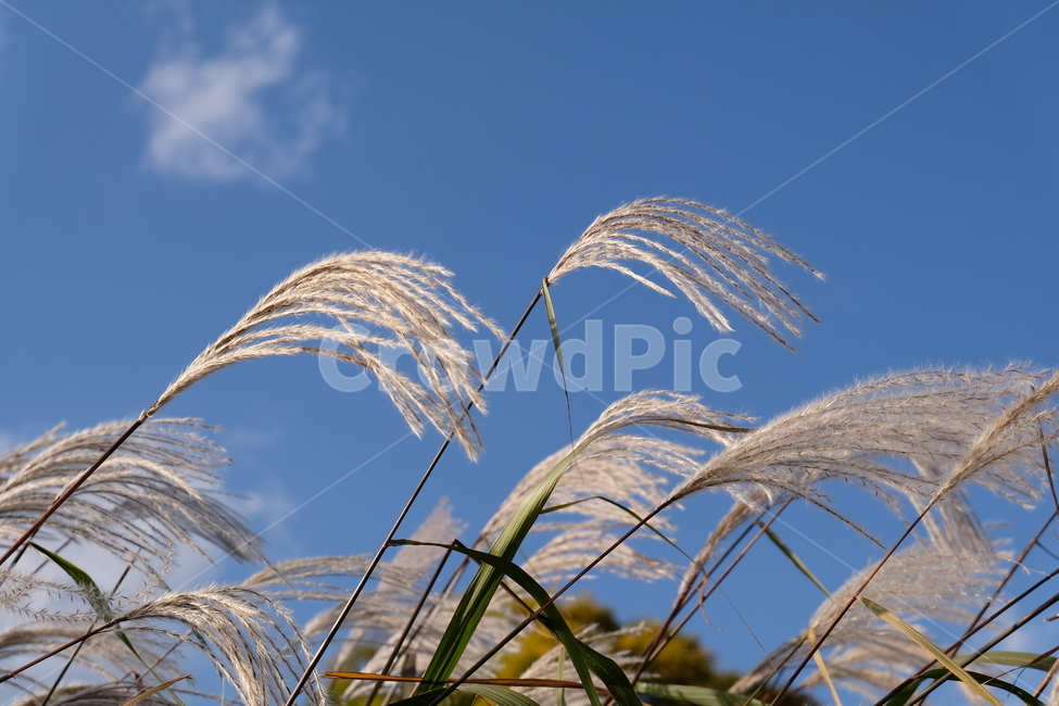 갈대,풍경,하늘,자연,억새,구름,가을,fall