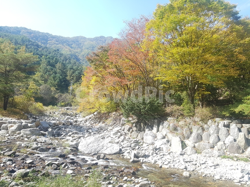 꽃,봄,여름,가을,풍경,가을,계절,fall,autumn,season,nature,자연,water,물,outdoors,옥외