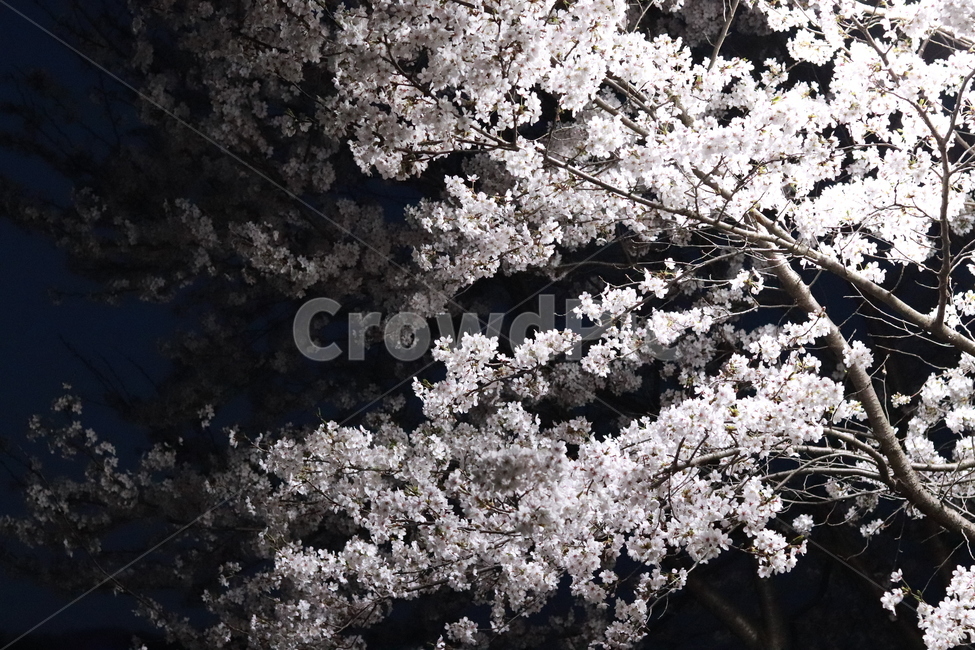 벚꽃,로하스공원,수목원,봄,벚꽃축제,봄,계절,spring,season,자연,풍경,nature,landscape,야경,밤,nightscape,night,plant,식물,flower,꽃,blossom