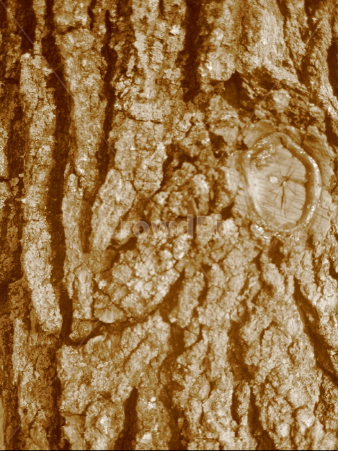 나무,나무무늬,tree,treetrunk,나무결,나뭇결,식물,plant,자연,nature,나무,trees,wood