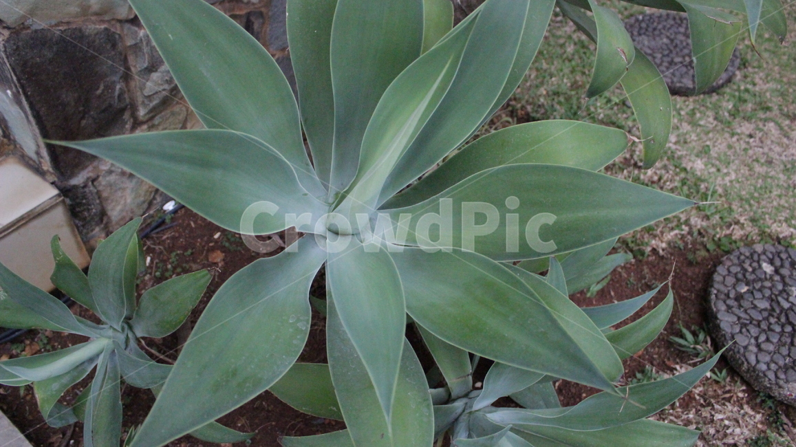 plant,식물,agavaceae,용설란,정원,식물,자연,plants,nature