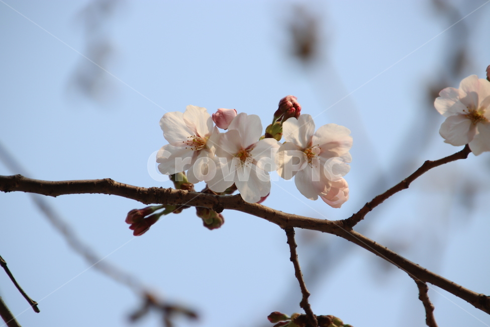 나무,꽃,봄,벚꽃,분홍색,식물,자연,plants,nature,꽃,flower