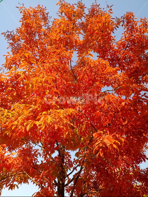 낙엽,단풍,leaf,나뭇잎,단풍나무,식물,자연,maple,나무,낙엽활엽관목,잎,붉은잎,가을,계절,fall,autumn,season,식물,자연,plants,nature,plant,tree