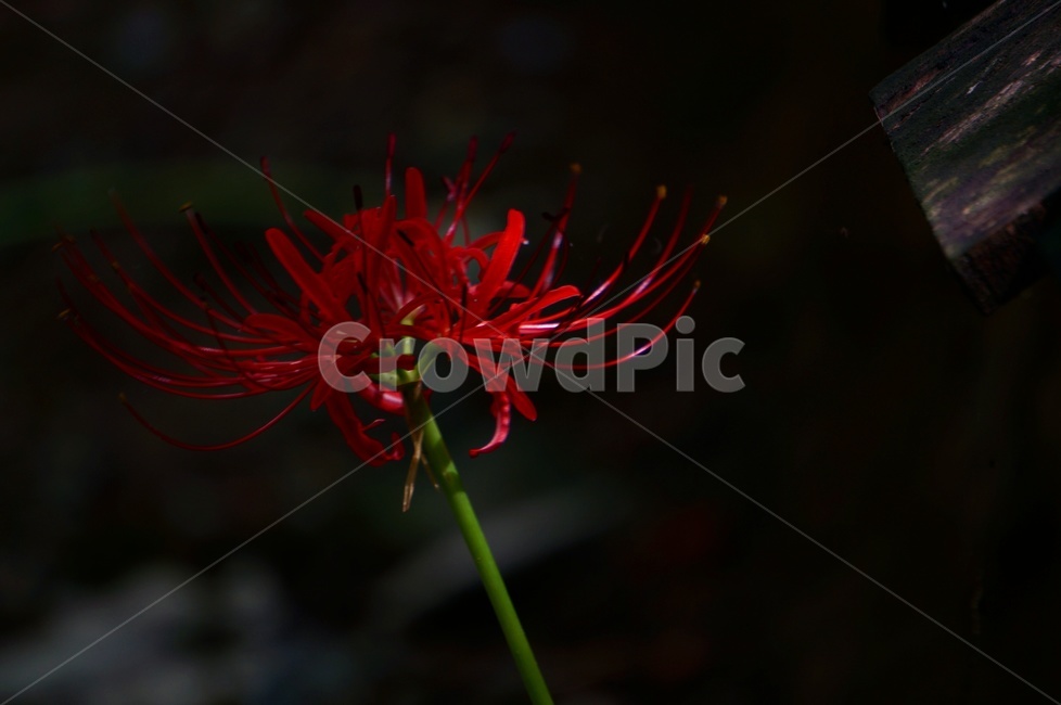 가을,상사화,꽃무릇,꽃,감성,식물,자연,plants,nature,꽃,flower