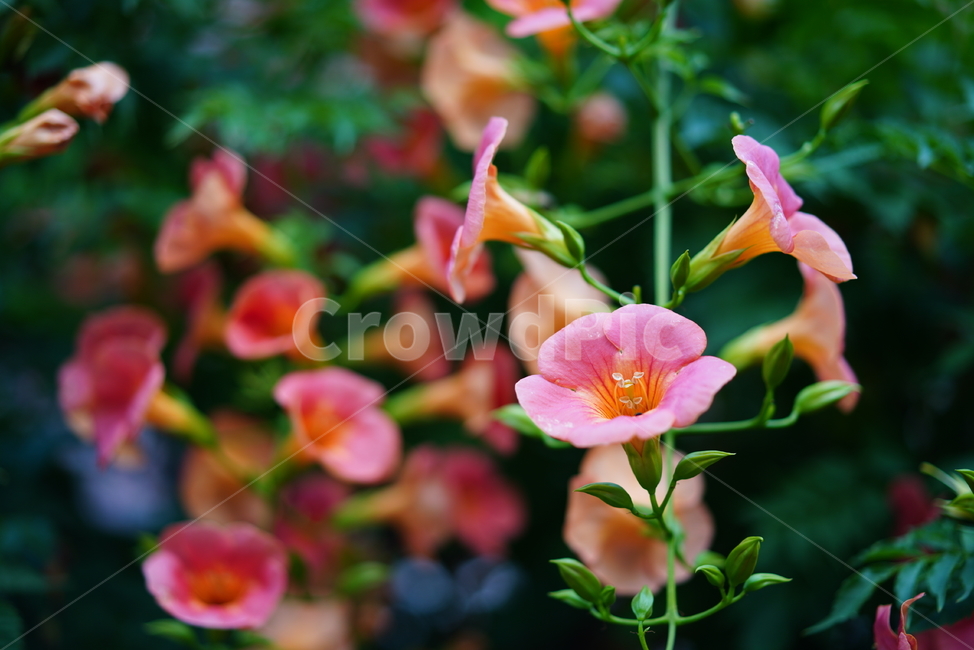 능소화,꽃,플라워,색감,주황,식물,생물,생명,flower,컬러,식물,자연,plants,nature,꽃,flower
