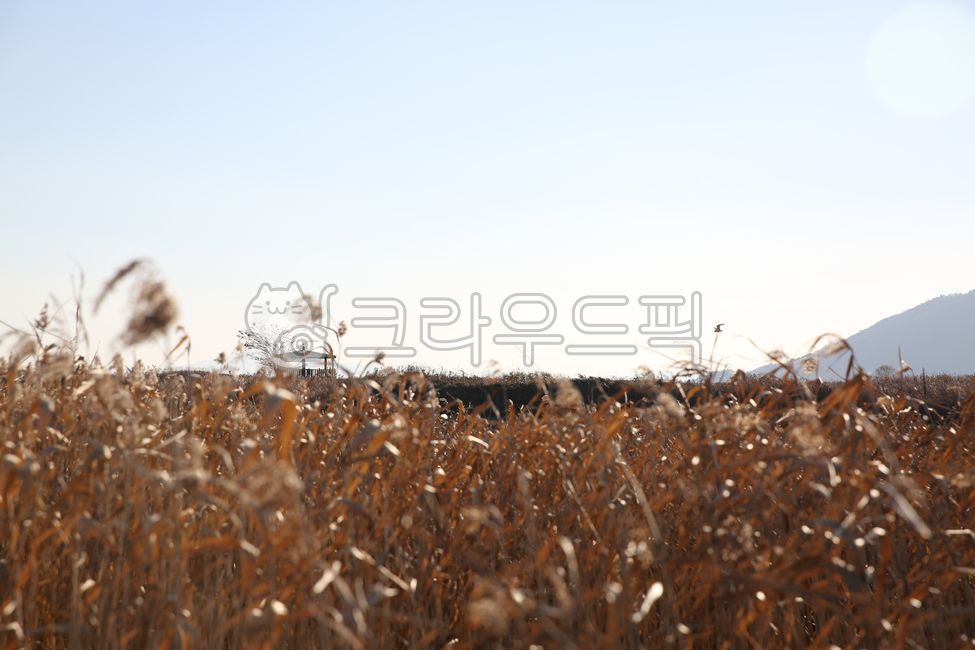 가을, 식물, plant, 갈대, 자연, 사진,이미지,일러스트,캘리그라피 - qjfrywnddkd작가