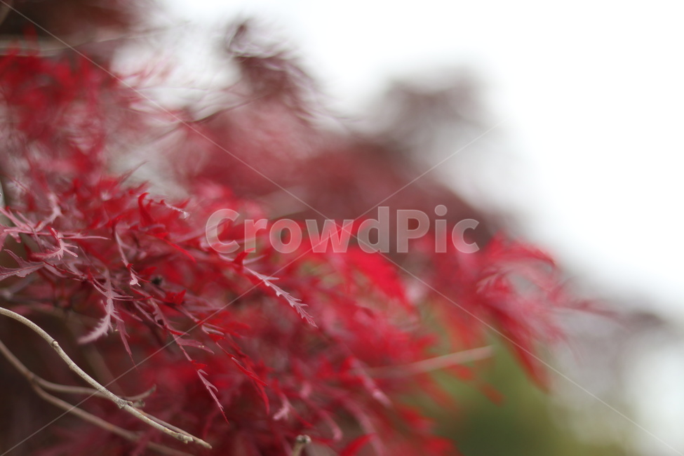 홍공작나무,붉음,연두,봄,빛,식물,자연,plants,nature,감성,sensible,feeling